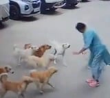woman attacked by stray dogs in rayadurgam husbands appeal citizens to not feed stray dogs