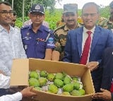 Bangladesh PM sends tasty mango, hilsa fish, 'rasgulla' to Tripura CM