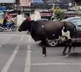 Cow patiently waits for green light in Pune viral video amazes netizens