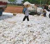 Maha govt to send team to Telangana to study subsidy to cotton growers
