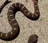 How is this possible Snake Bites Its Headless Body After Death Netizens React Video