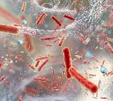 Human behaviour abetted deadly bacteria to become epidemic: Study