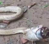 Cobra Swallows Cough Syrup Bottle In Odisha watch How It Was Rescued