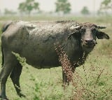How A Buffalo Solved A Problem That A Village Panchayat Couldnt In UP