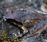 Scientists discover new horned frog species in Arunachal Pradesh