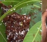 Red Ants Chutney Viral Video