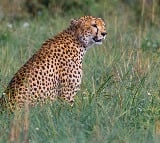 Watch Cheetah Gamini Her 5 Cubs Enjoy Rain At Kuno National Park