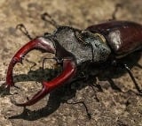 Stag Beetle Worlds Most Expensive Insect Costs As Much As A Luxury Car
