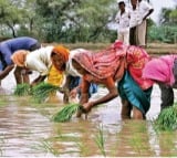 July begins with healthy rainfall, sowing status better than last year: Report