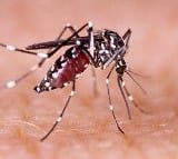 Dengue can seriously affect your brain, nervous system: Doctors