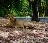 Lioness escapes from enclosure at Hyderabad Zoo, attacks animal keeper
