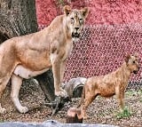 Lion Attacked On Zoo Keaper In Nehru Zoological Park