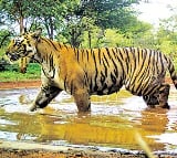 Tiger Recorded In Palnadu Distritct