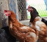Avian flu virus may be more infectious to humans from cattle than from birds: research