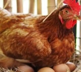 Andhra Pradesh Police have filed a case against a dancer for killing a hen by biting off its head