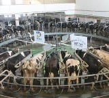 Ambani family chosen milk All about Holstein Friesian breed cow milk