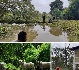 Wild animals at Kaziranga National Park bear the brunt of floods