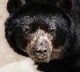 Romania decided to kill nearly 500 bears
