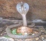 A cobra gracefully coiled around a lunar linga at Srisailam temple