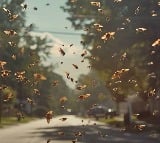 Cicada in large numbers moving towards america