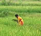Union Budget: Time to further modernise agri sector with corporate investments