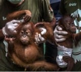 Indonesia's nature reserve welcomes new baby orangutan