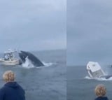 Whale of New Hampshire slams into fishing boat