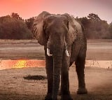 2853 died due to Elephant attacks in last 5 years