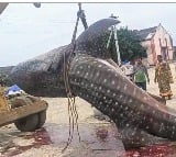 Andhra fishermen catch giant fish