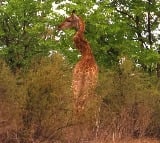 severely injured giraffe with very twisted neck