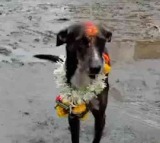 Such A Miracle Lost Dog Returns Home Travelling Alone For 250 Kilometers