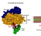 Indian scientists' protein study to boost treatment for Alzheimer's, Parkinson's