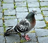 interesting facts about pigeons