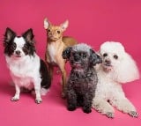 worlds rare and costly dog breeds