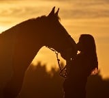 Studying horse miscarriages may explain early human pregnancy loss: Study