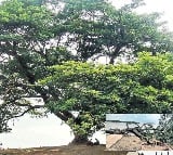 A huge tree that fell to the ground on Godavari 