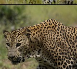 Leopar at Patalaganga in Srisailam