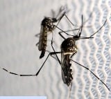 India begins Phase 3 clinical trial with 1st indigenous dengue vaccine