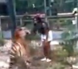 US Woman Climbs Into Tiger Enclosure In Zoo Nearly Gets Bitten