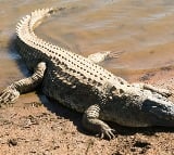 Crocodile Spotted At Jogulamba Gadwal