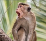 Monkeys attacked on women lawyer in Supreme Court premices