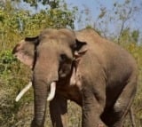 Man trampled to death by wild elephants in Andhra