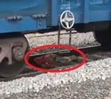 Woman Miraculous Escape After Train Passes Over Her In Telangana