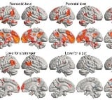 Scientists found love lights up different parts of brain