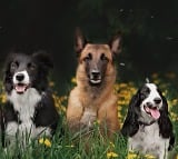 Different Types Of Pet Dogs And Their Specialities