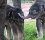 Rare twin elephants born in Myanmar