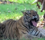 Woman hospitalised after tiger attack at theme park in Australia