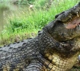 16ft beast Henry now recognised as the worlds oldest crocodile