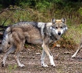  Revenge taking habit may be behind Bahraich wolf terror