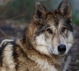 Family of 5 injured in wolf attack in MP